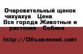 Очаровательный щенок чихуахуа › Цена ­ 40 000 - Все города Животные и растения » Собаки   